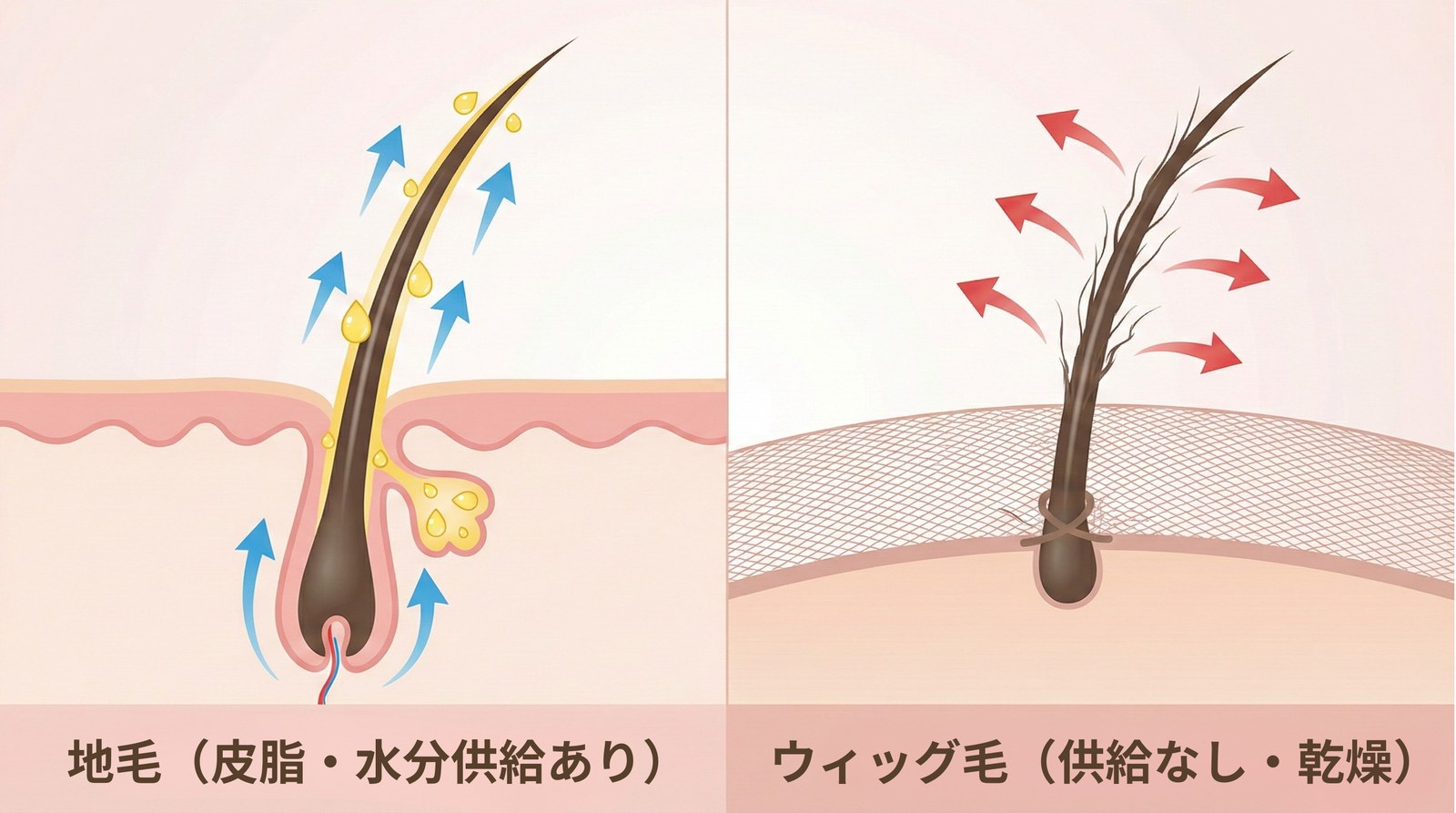 人毛ウィッグが乾燥しやすい仕組み｜キューティクルとコルテックスの関係