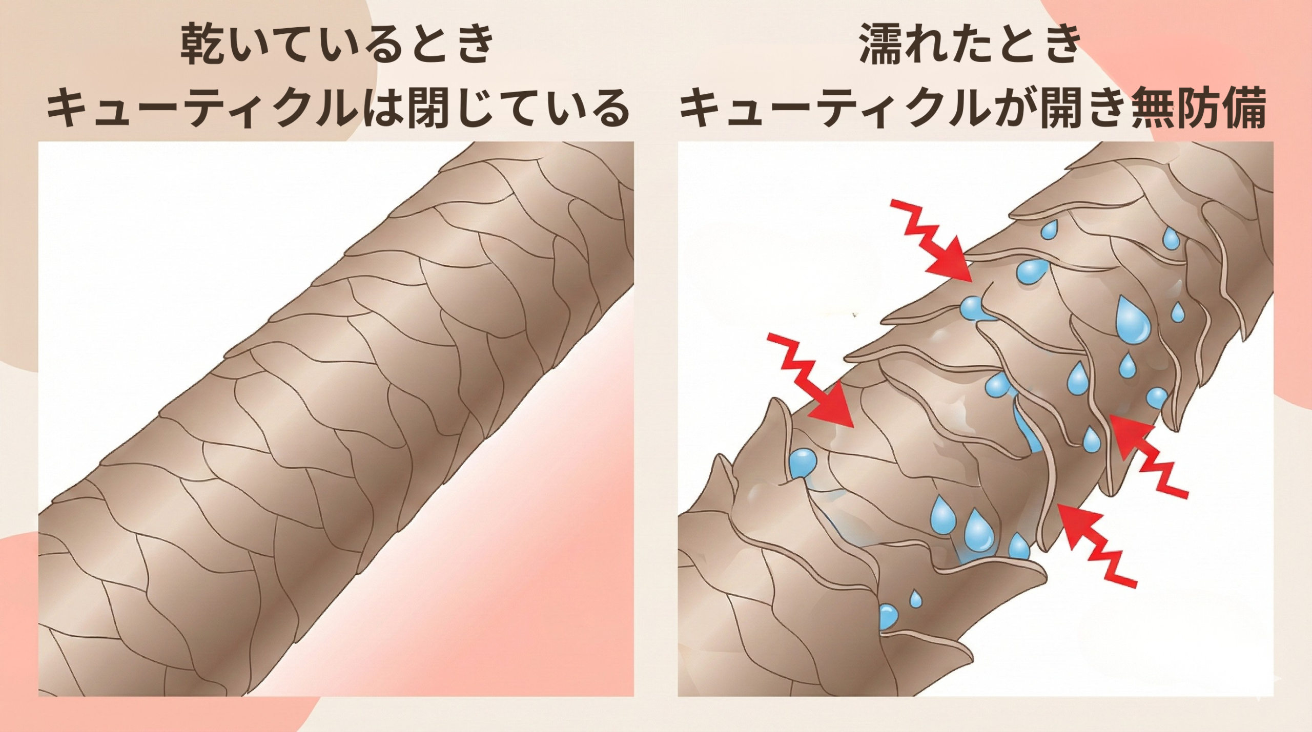 毛髪の乾いている時と濡れている時のキューティクルの状態の違いを比較